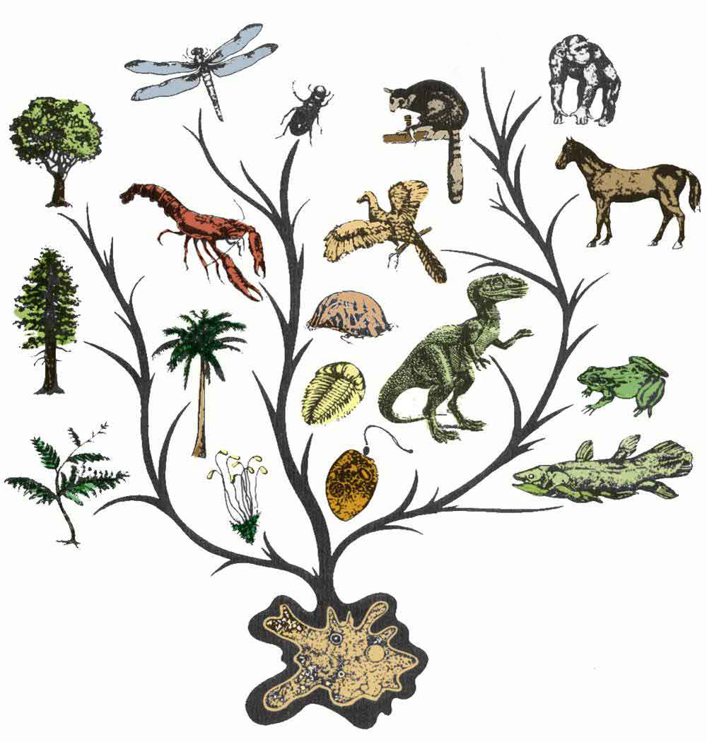 Эволюция живых организмов Дарвин